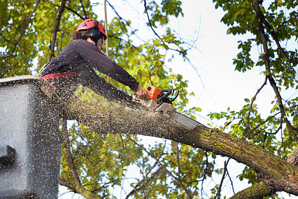 How Our Tree Care Process Works  in  Hollymead, VA